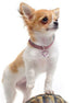 Heart-Shaped Rhinestone Pet Collar for Small Dogs & Cats