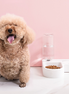 Heart-Shaped Automatic Pet Water Dispenser and Feeder